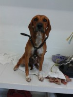 /album/veterinariaelejido/a2012-06-30-19-13-22-jpg/